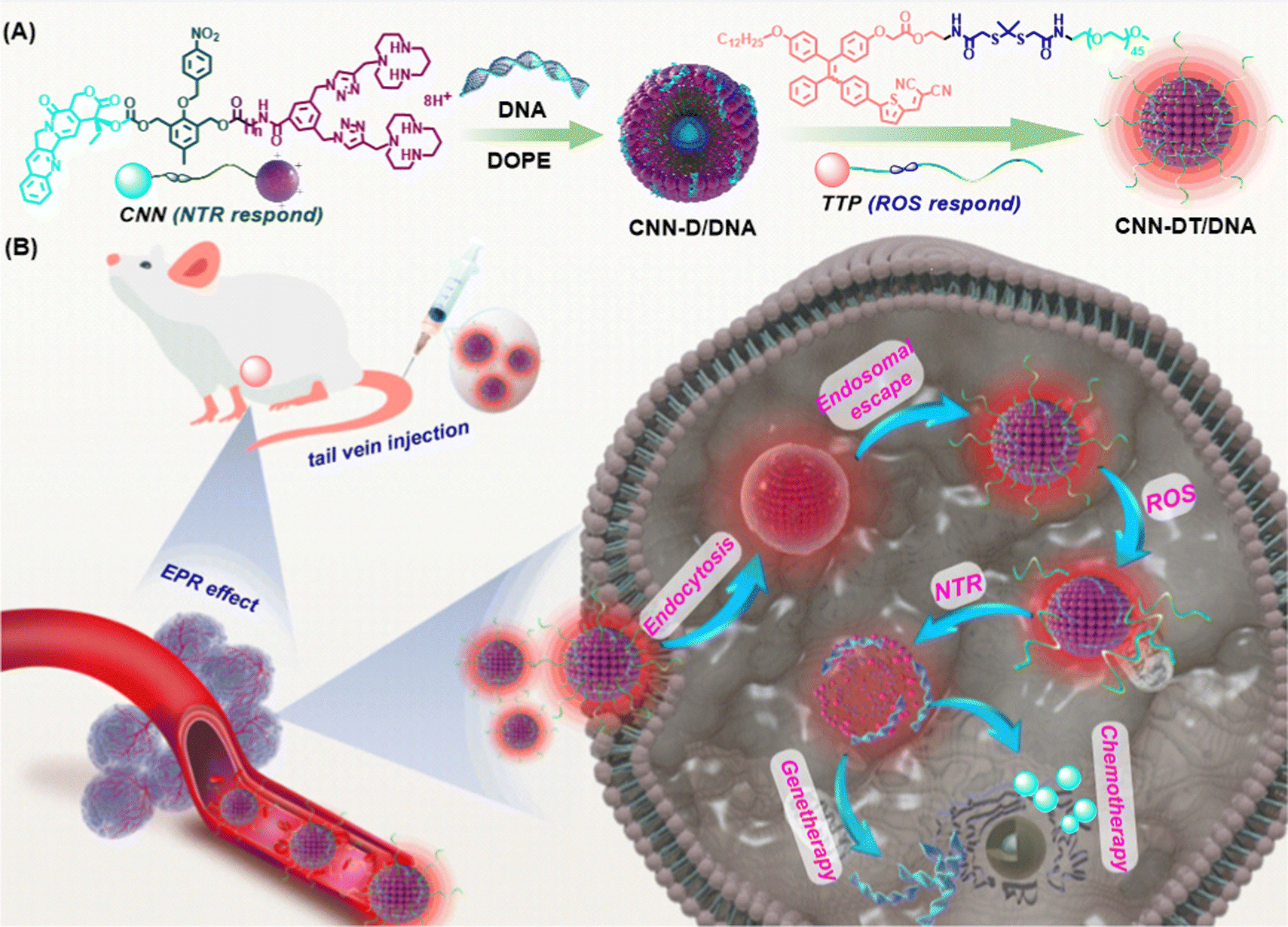 12]aneN 3 -modified camptothecin and PEGylated AIEgens co-assembly 