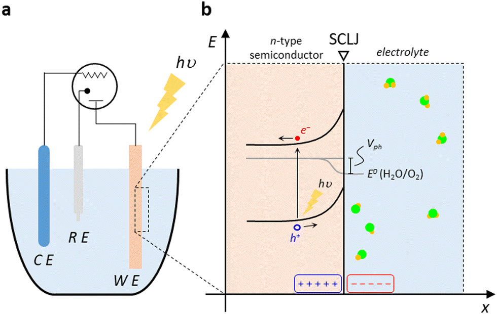 A single n-type semiconducting polymer-based photo-electrochemical
