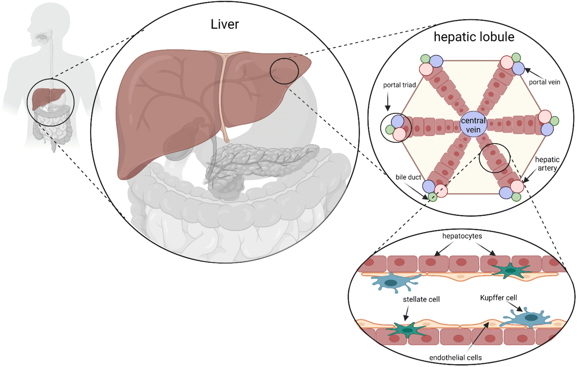 Liver Lobule Model Hepatocyte liver-lobule-model-hepatocyte