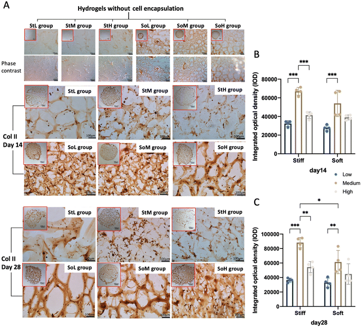 The effect of chondroitin sulfate concentration and matrix stiffness on