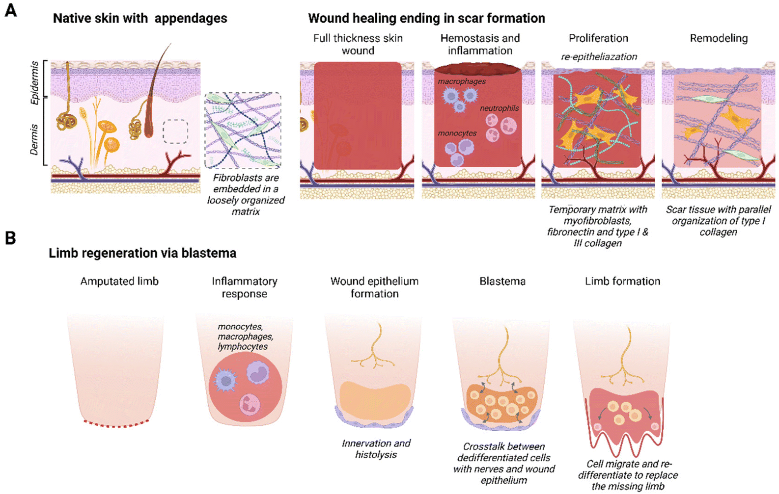 Matrisomal components involved in regenerative wound healing in axolotl ...