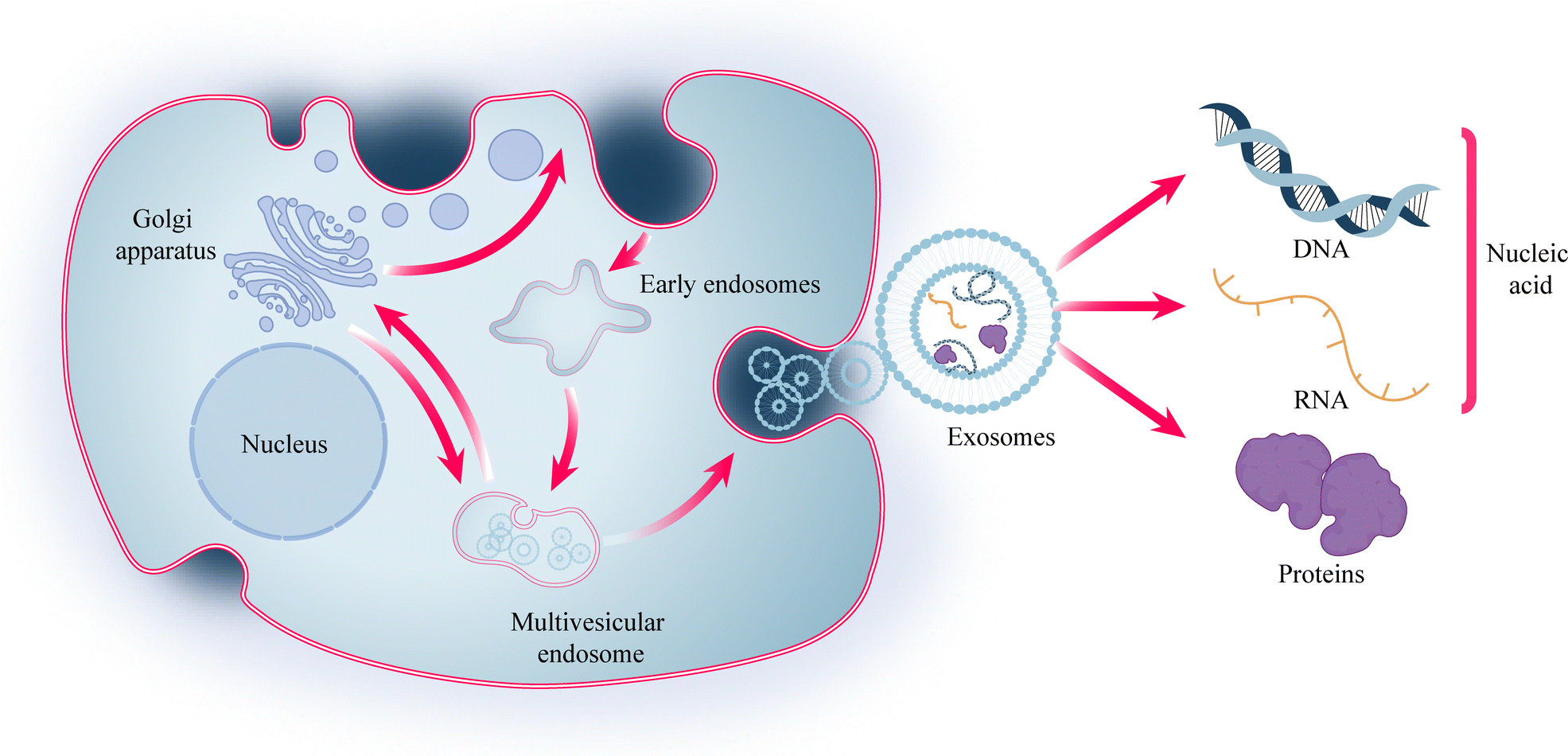 Microneedle systems: cell, exosome, and nucleic acid based strategies ...