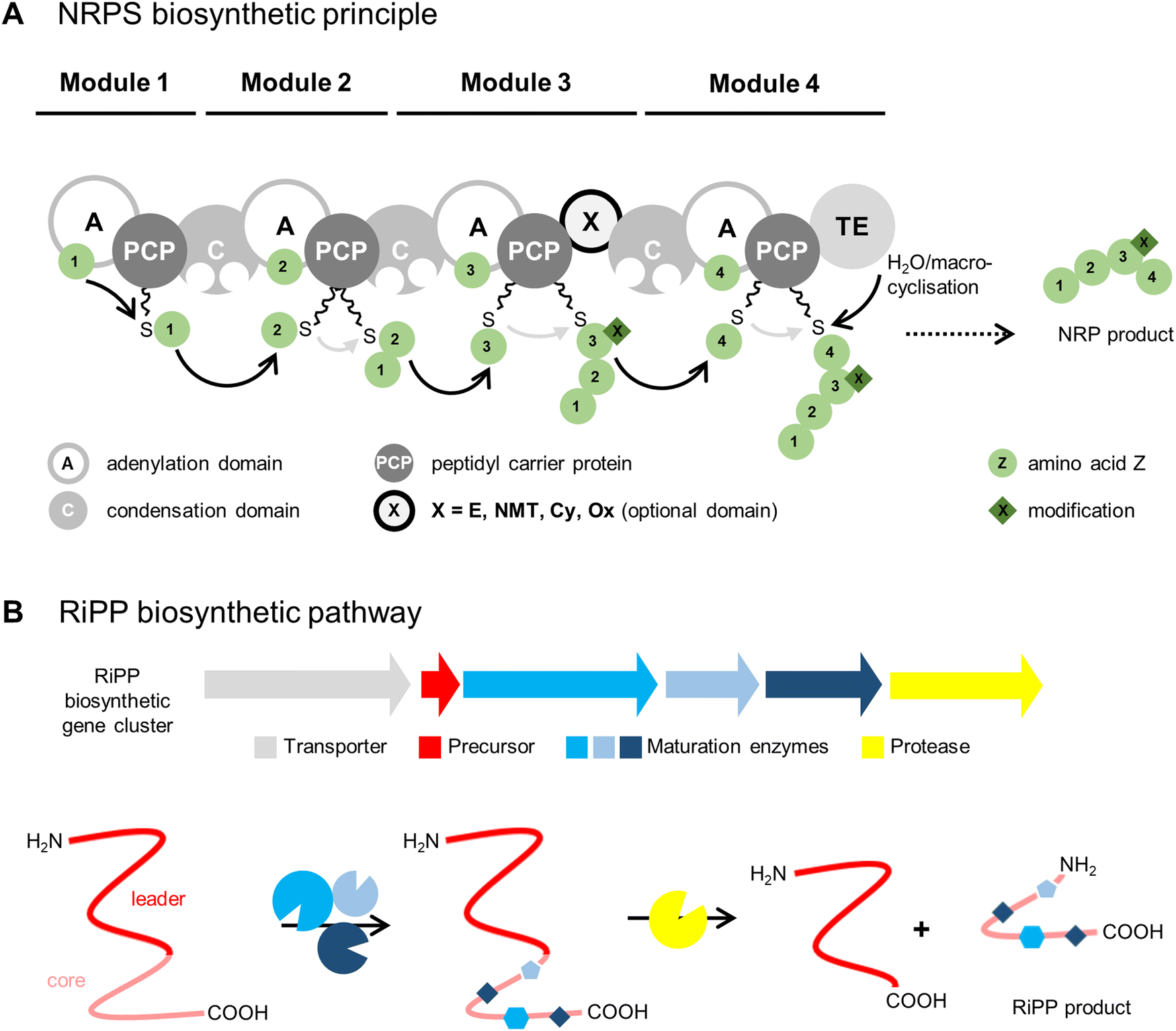 Emulating Nonribosomal Peptides With Ribosomal Biosynthetic Strategies ...