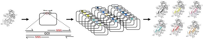 A primer to directed evolution: current methodologies and future ...