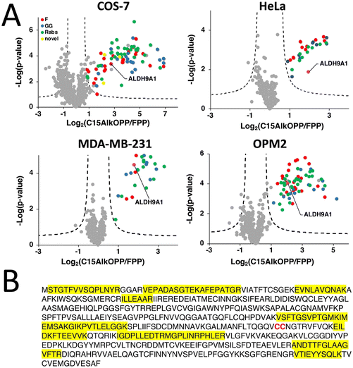 Thinking outside the CaaX-box: an unusual reversible prenylation on ...