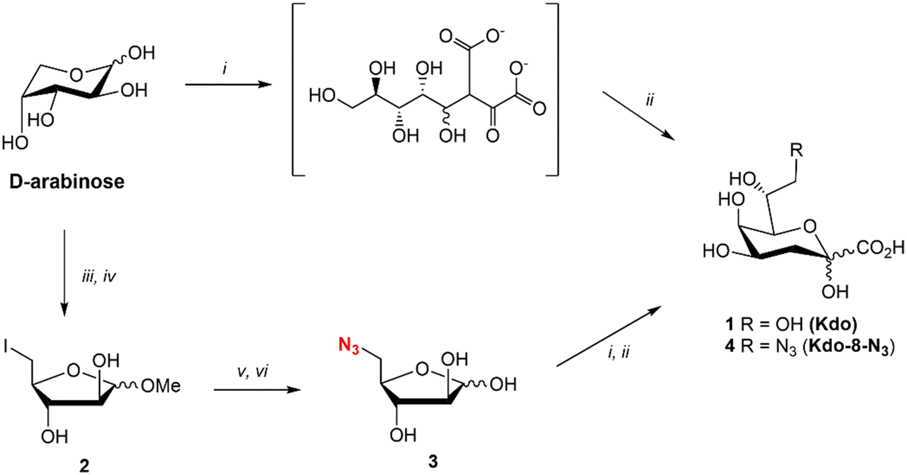 Evaluation Of Kdo 8 N 3 Incorporation Into Lipopolysaccharides Of Various Escherichia Coli