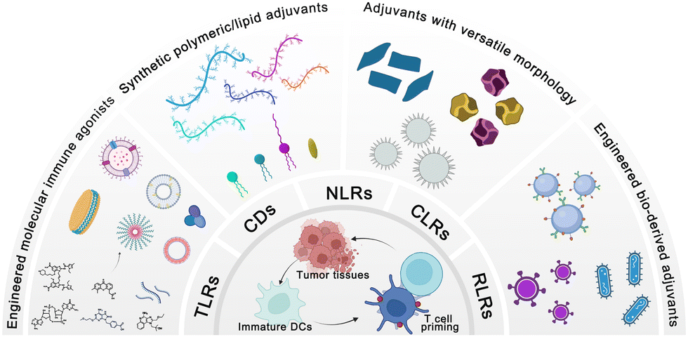 Materials engineering strategies for cancer vaccine adjuvant ...