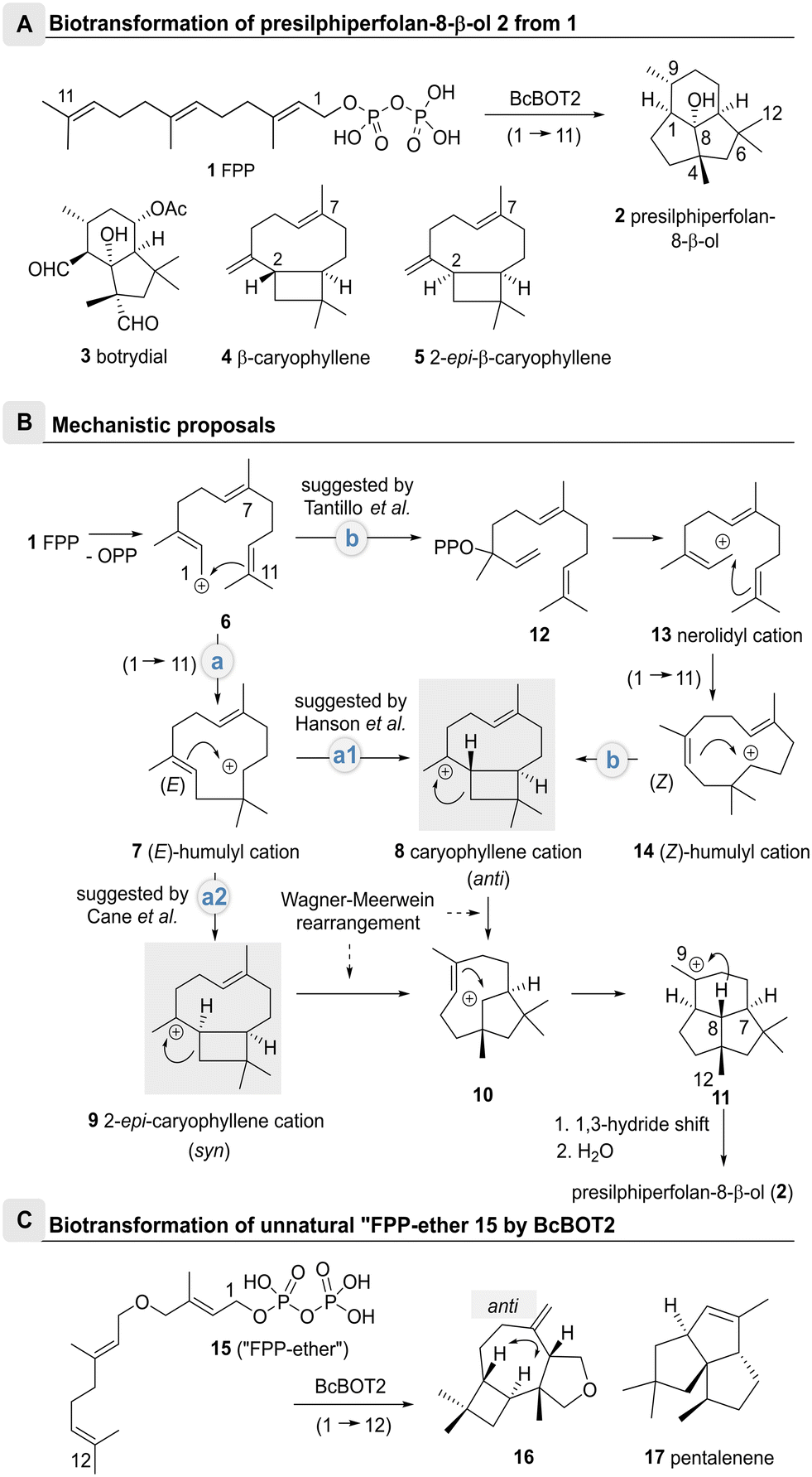 Rational Reprogramming Of The Sesquiterpene Synthase BcBOT2 Yields New ...