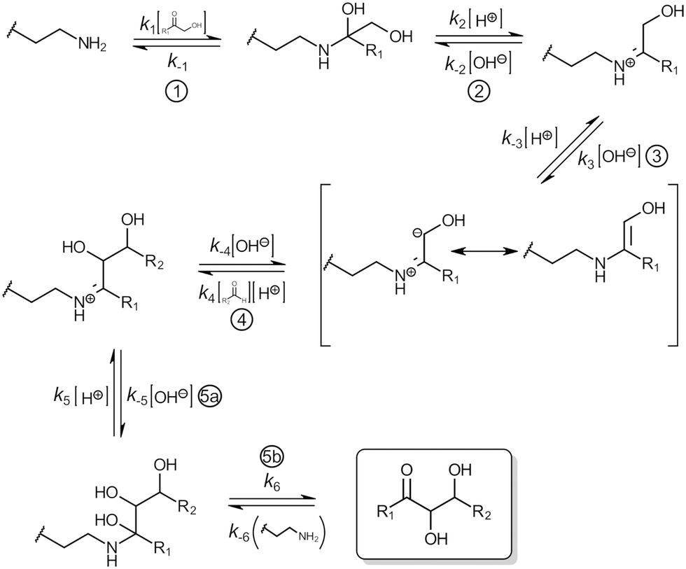 Engineered aldolases catalyzing stereoselective aldol reactions between ...