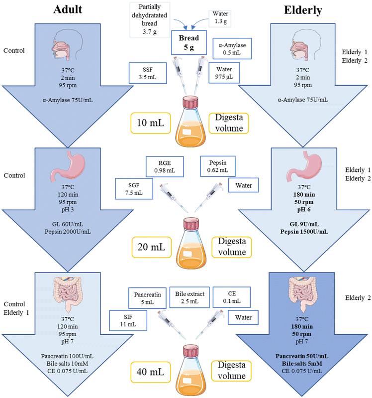 Agingrelated gastrointestinal conditions decrease the bioaccessibility