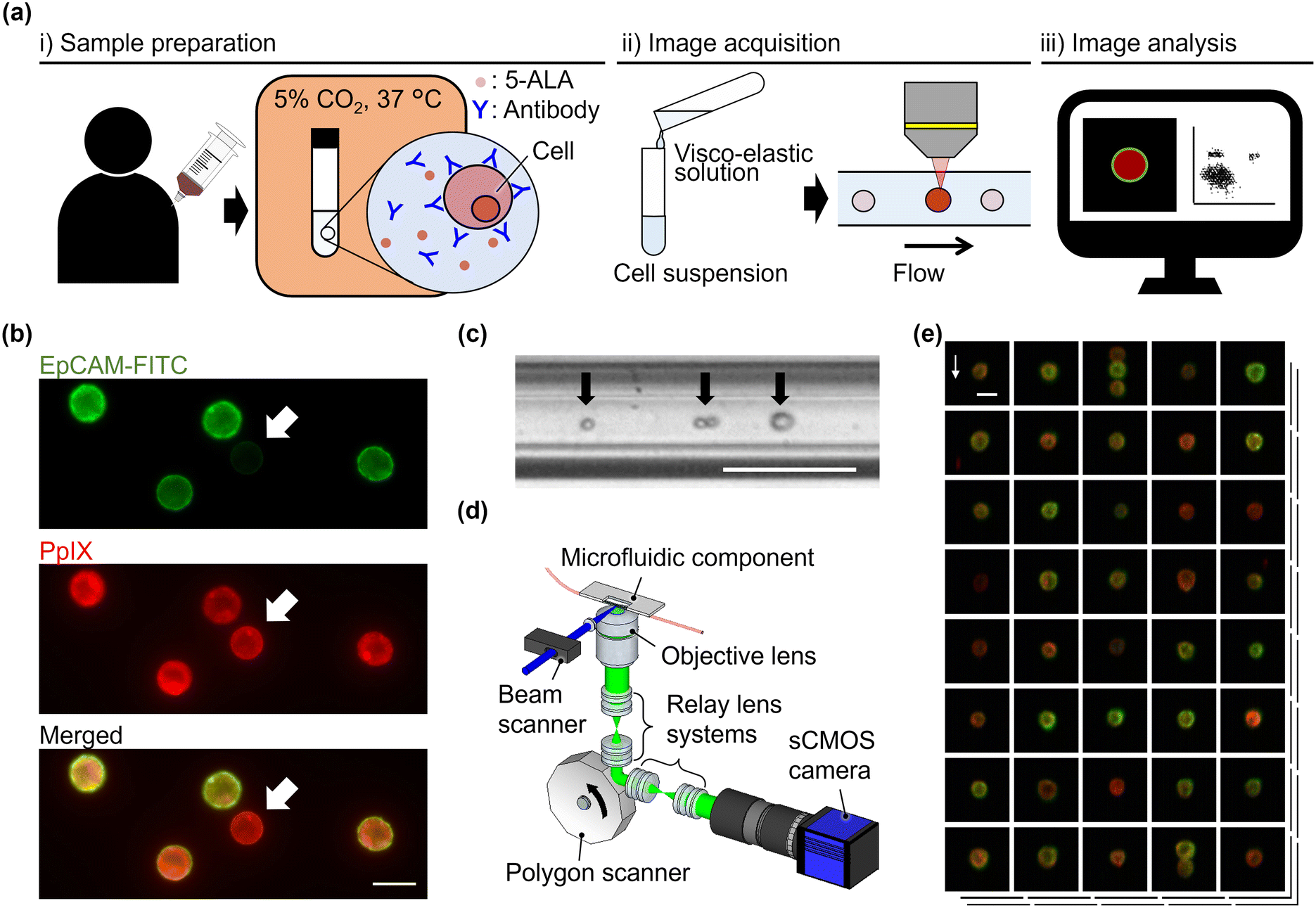 Virtualfreezing fluorescence imaging flow cytometry with 5