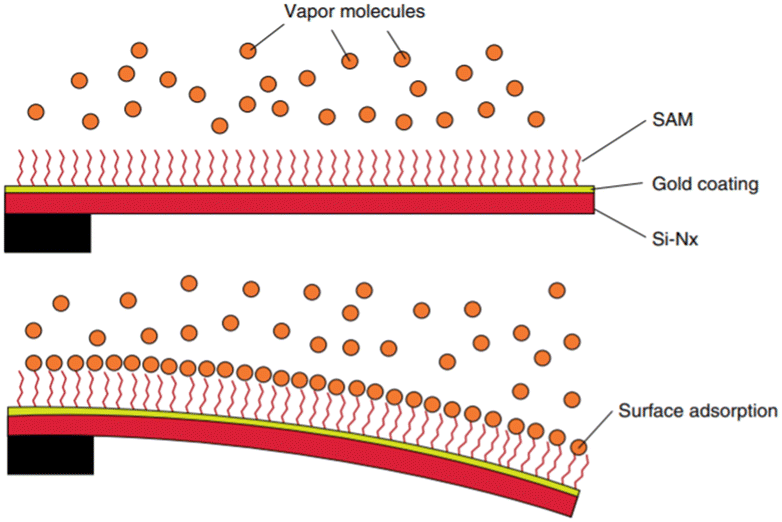 Beyond biology alternative uses of cantileverbased technologies Lab