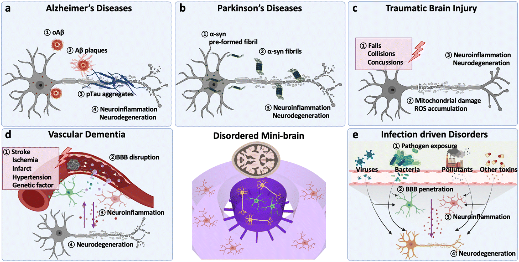 Human mini-brains for reconstituting central nervous system disorders ...