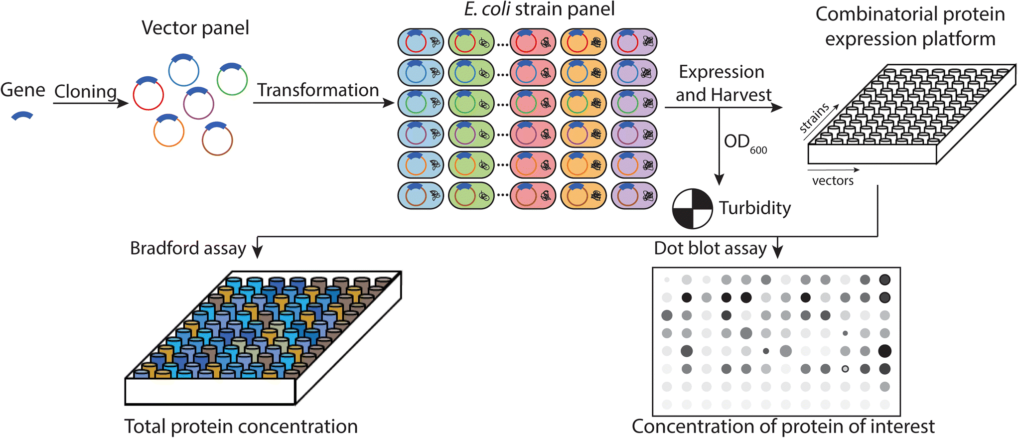 Democratizing the rapid screening of protein expression for materials