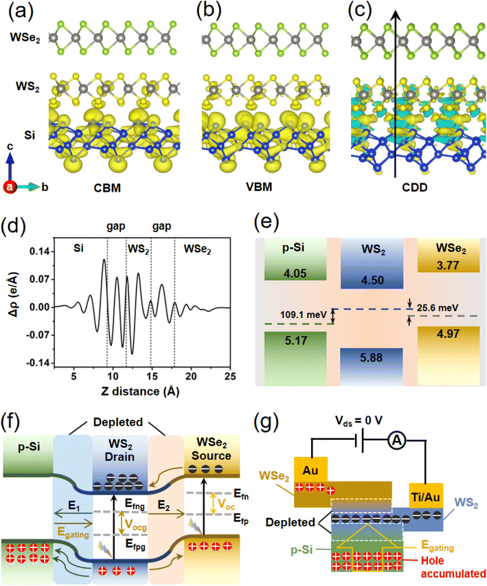 Integration of photovoltaic and photogating effects in a WSe 2 /WS 2 /p