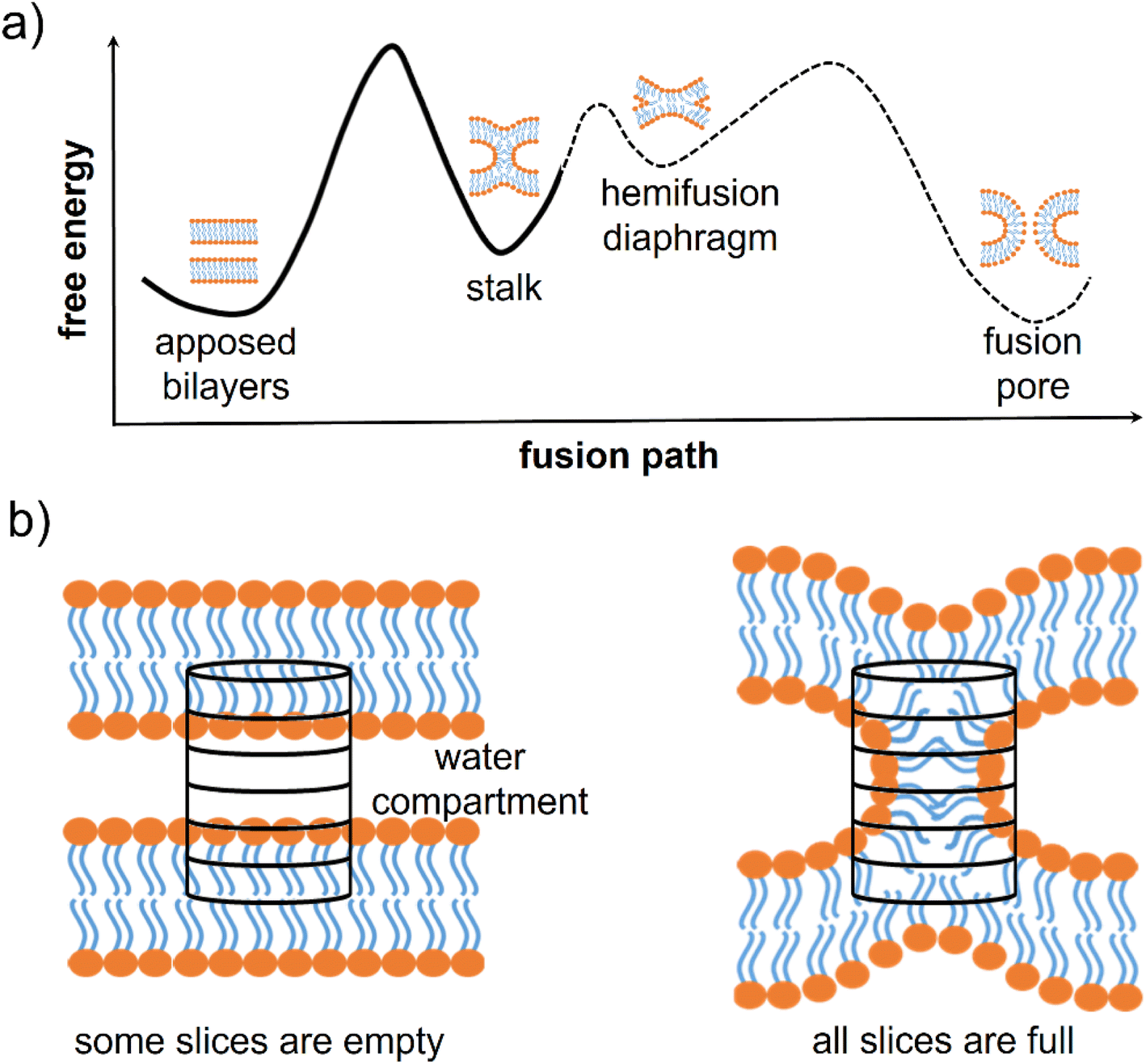 Nanoparticle-induced Biomembrane Fusion: Unraveling The Effect Of Core 