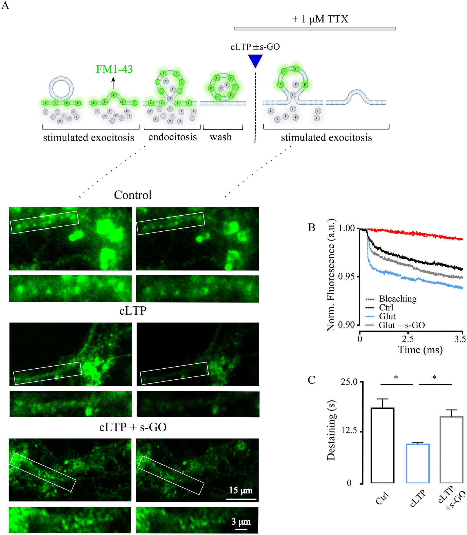 Delivery Of Graphene Oxide Nanosheets Modulates Glutamate Release And 