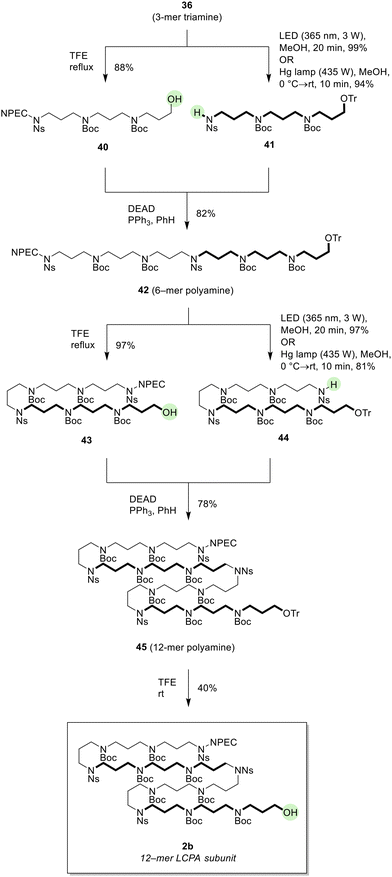 Synthesis Of A Fully Protected Long-chain Polyamine Subunit Of Aculeine ...