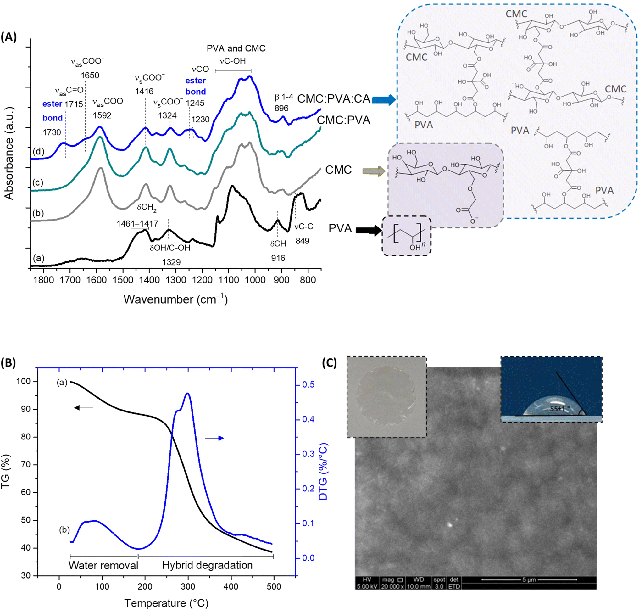 Functionalized Bioadhesion Enhanced Carboxymethyl Cellulosepolyvinyl Alcohol Hybrid Hydrogels 8896