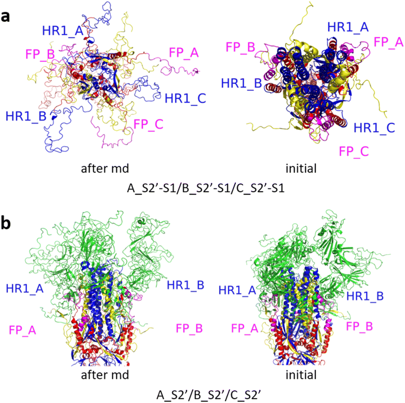 Study of fusion peptide release for the spike protein of SARS-CoV-2 ...