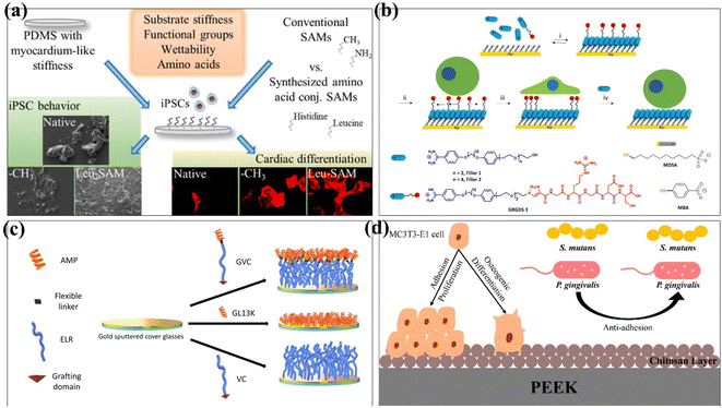 Surface modifications of biomaterials in different applied fields - RSC ...