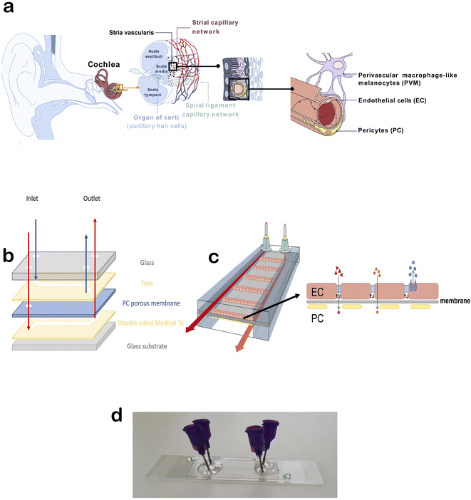 Human Blood-labyrinth Barrier On A Chip: A Unique In Vitro Tool For ...