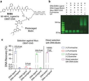 Functional Enrichment By Gene Proximity And Gerp Scores Improve