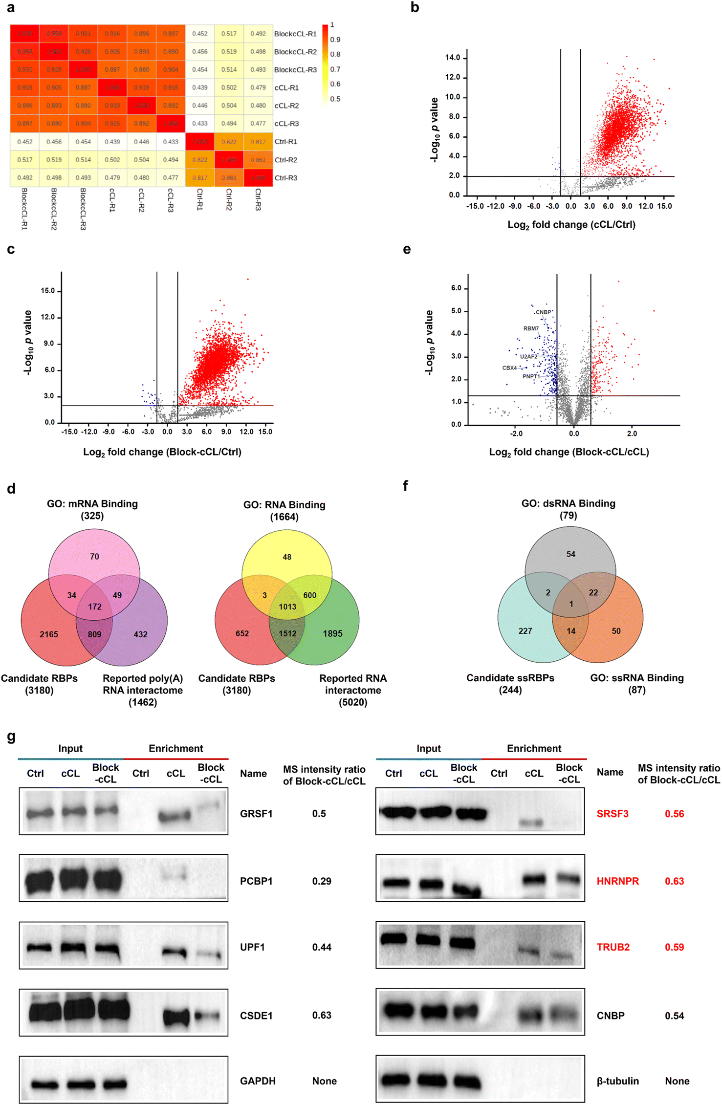 Transcriptome-wide Identification Of Single-stranded RNA Binding ...