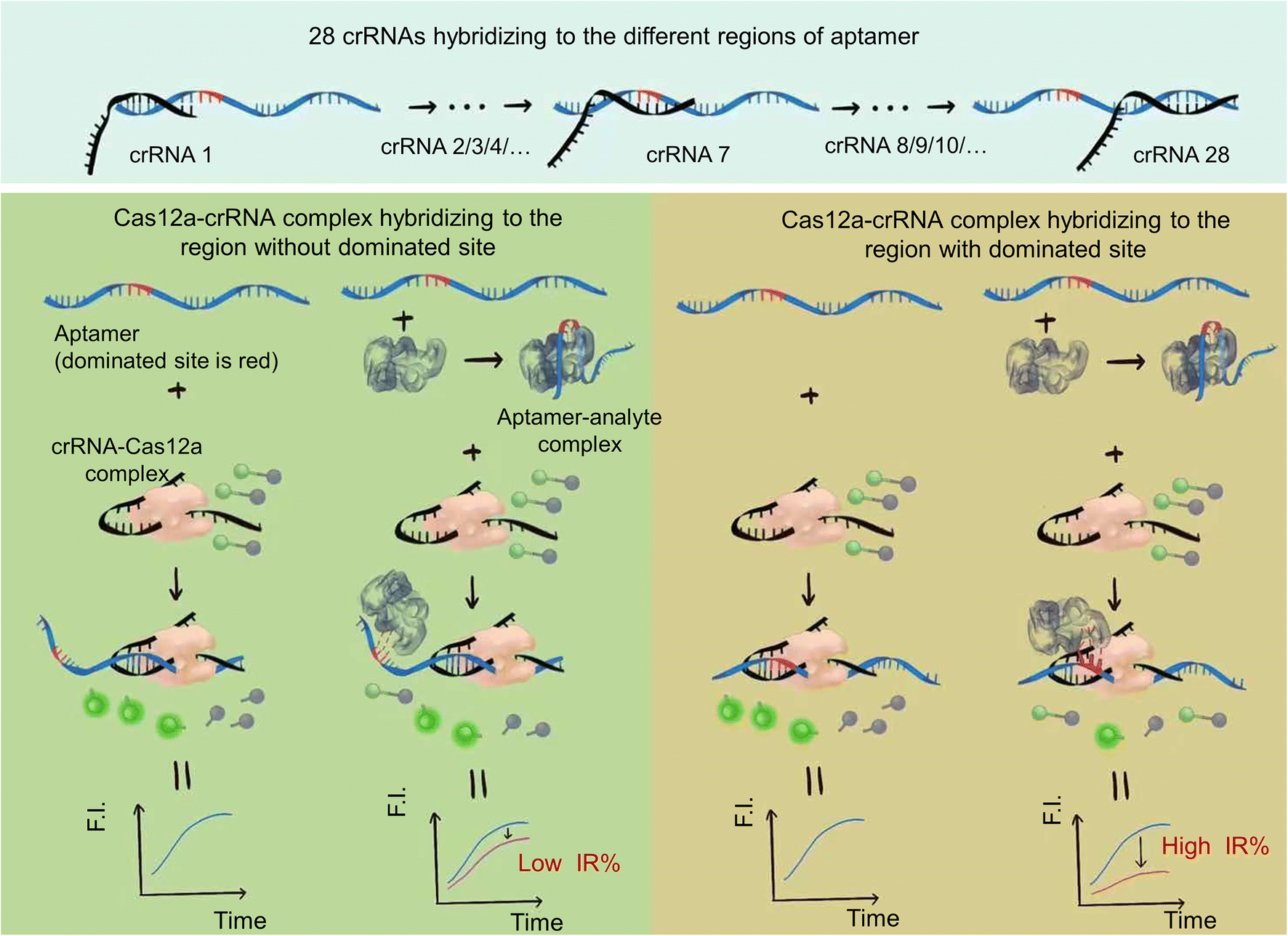 A novel strategy for analyzing aptamer dominated sites and detecting