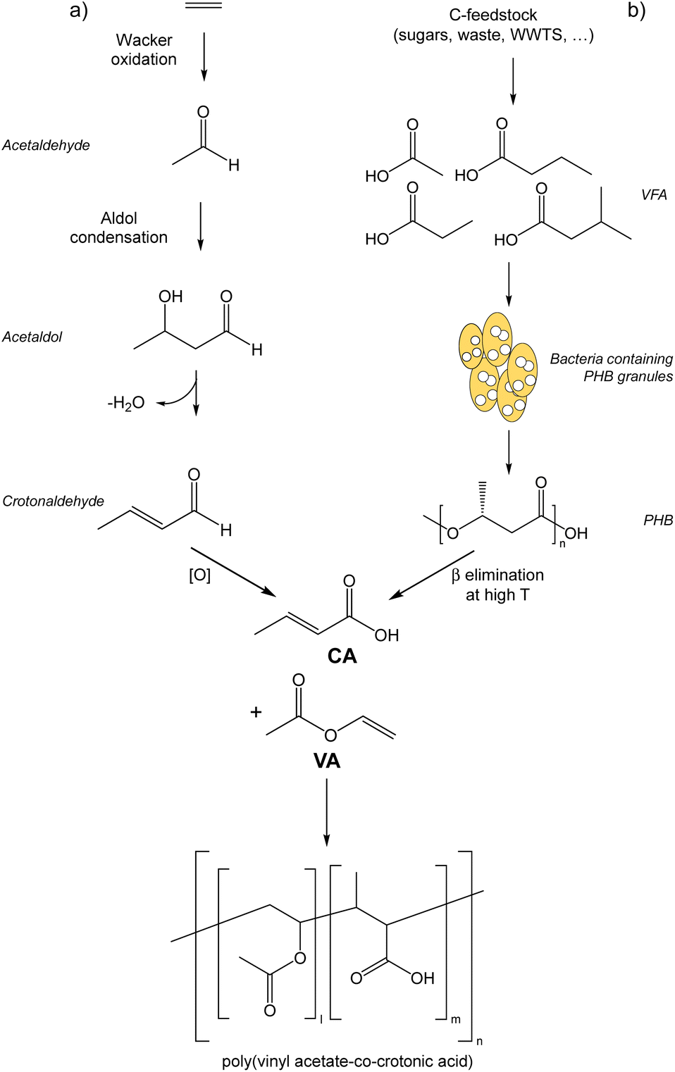 Poly(vinyl acetate co crotonic acid) from biobased crotonic acid