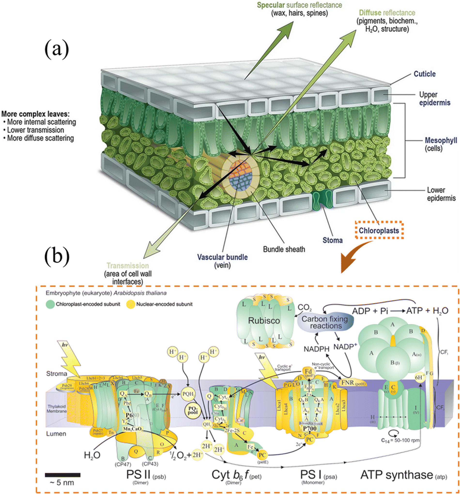 Nanostructured Tio 2 For Improving The Solar-to-hydrogen Conversion 