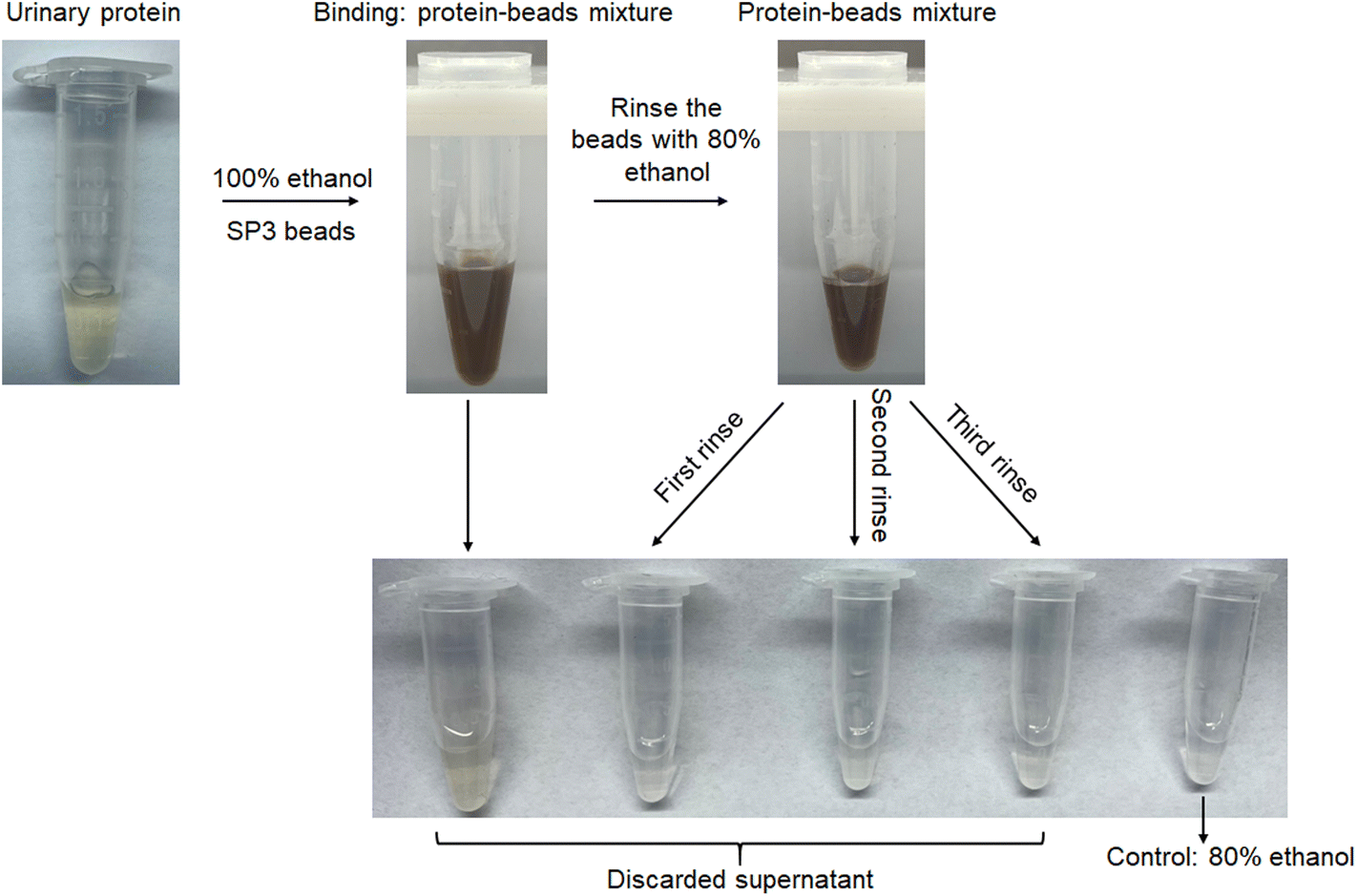 An effective urobilin clearance strategy based on