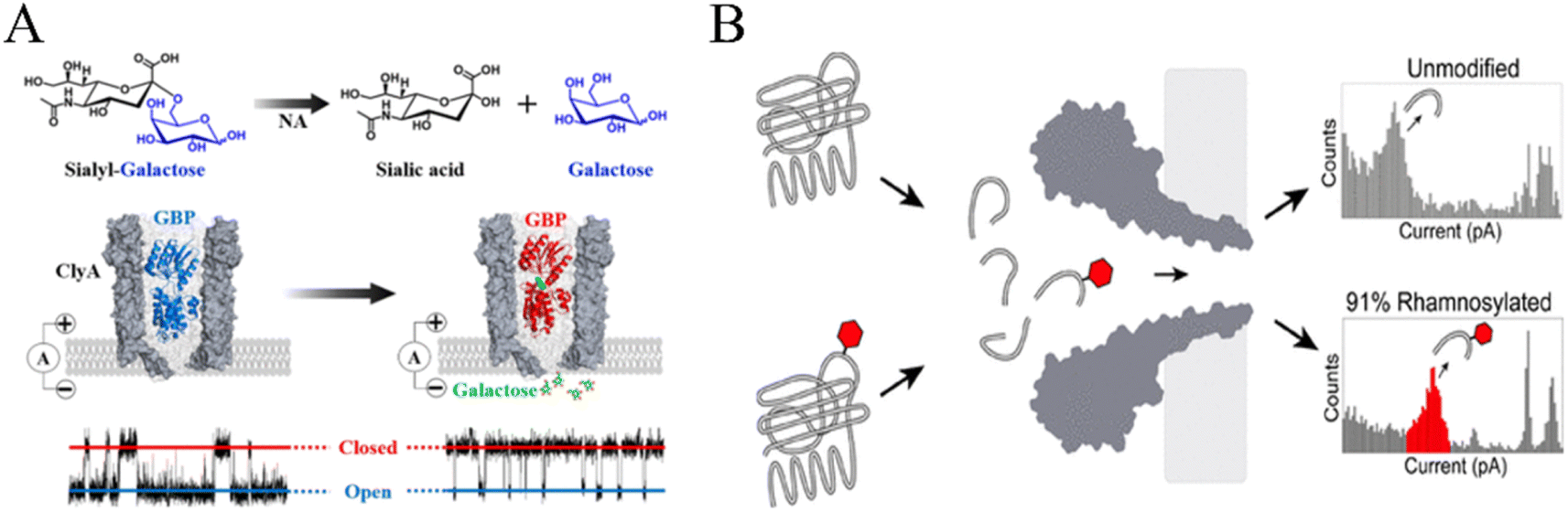 Recent advances in nanopore-based analysis for carbohydrates and 