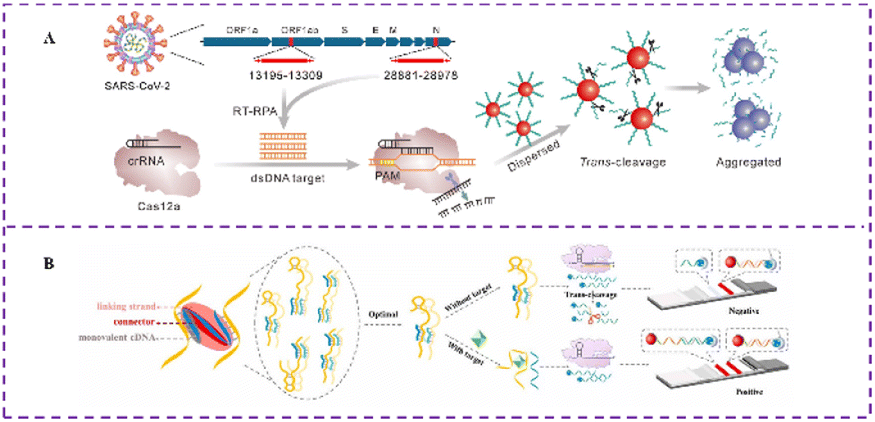 Recent progress on the CRISPR/Cas system in optical biosensors 