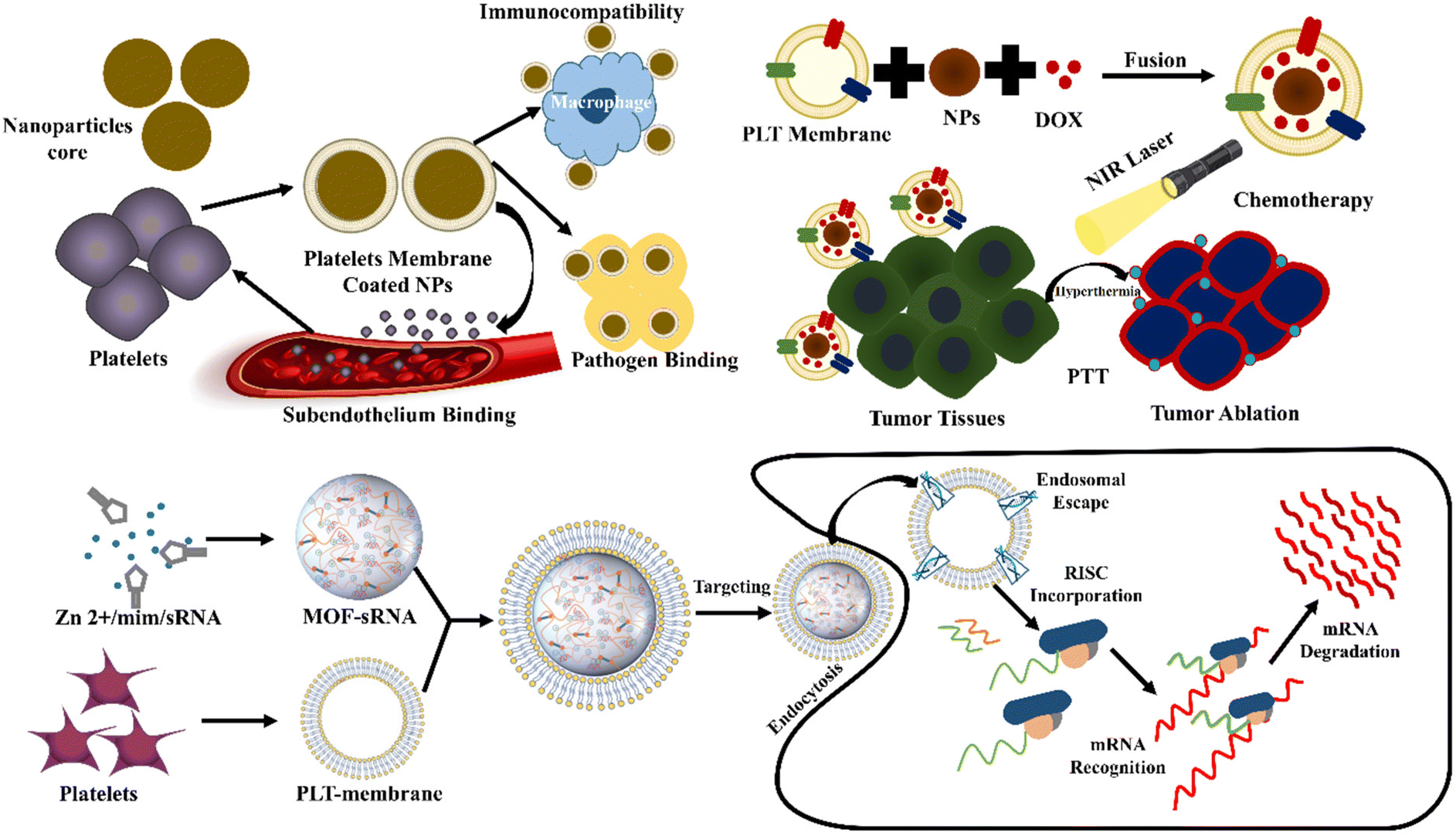 Cell membrane-coated biomimetic nanomedicines: productive cancer 