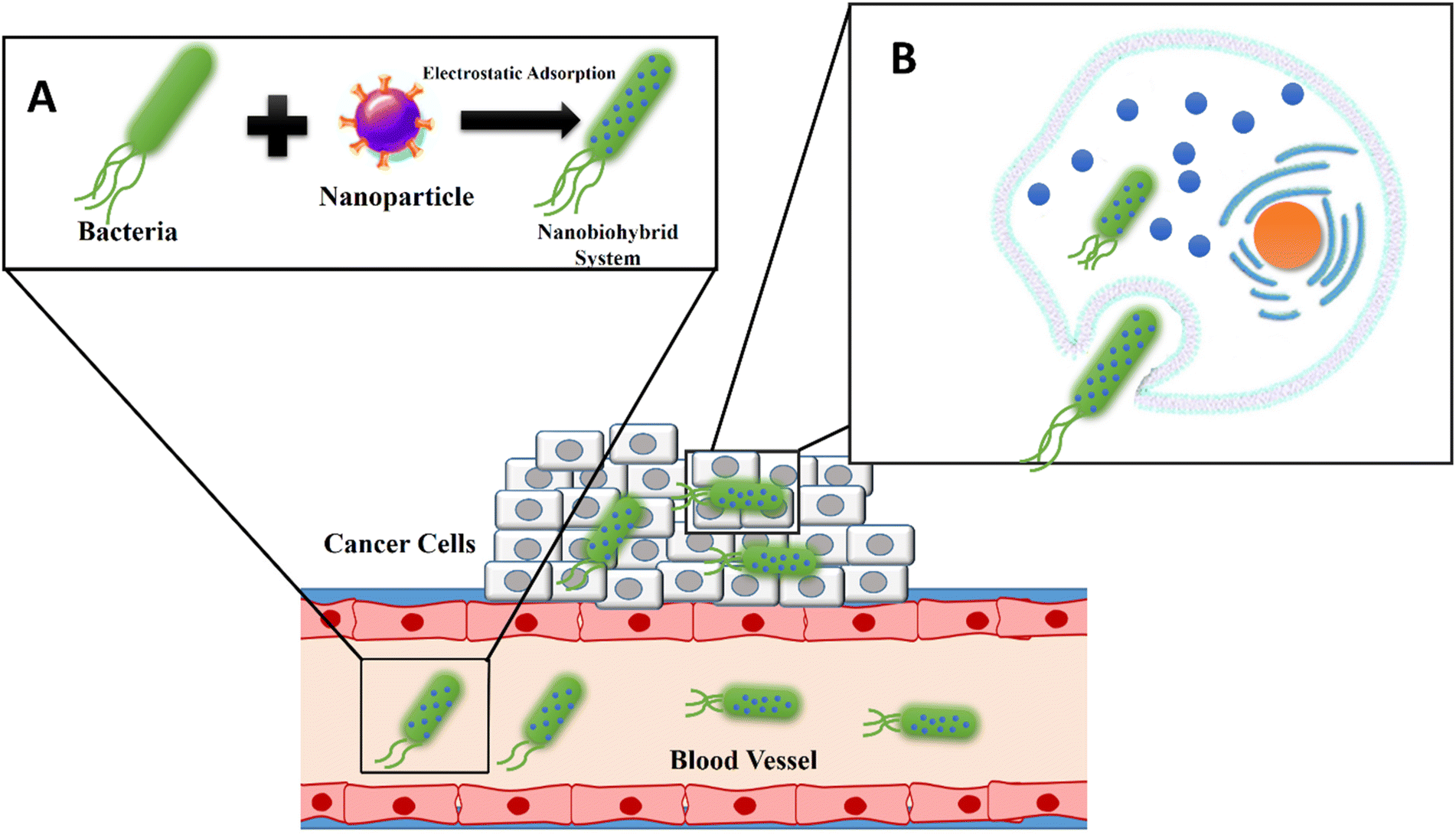Cell membrane-coated biomimetic nanomedicines: productive cancer 