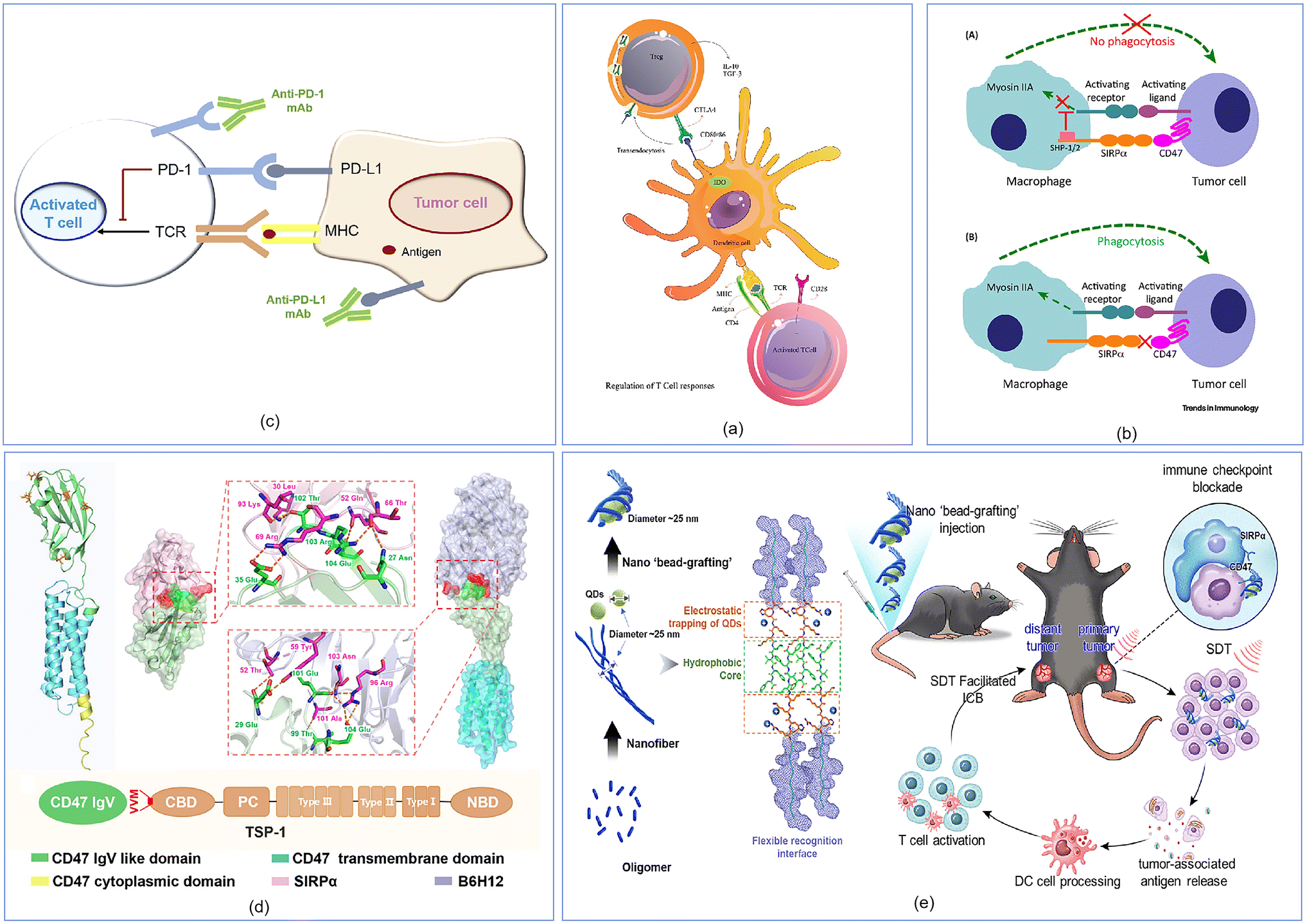 Applications of peptide based nanomaterials in targeting cancer