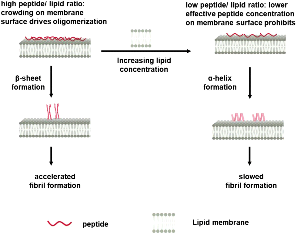 Self-assembly of peptide nanomaterials at biointerfaces: molecular 