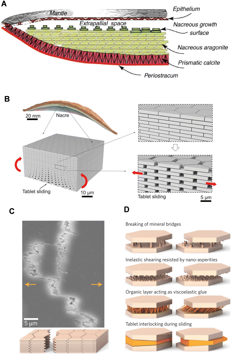 Guidelines derived from biomineralized tissues for design Guidelines derived from biomineralized tissues for design
