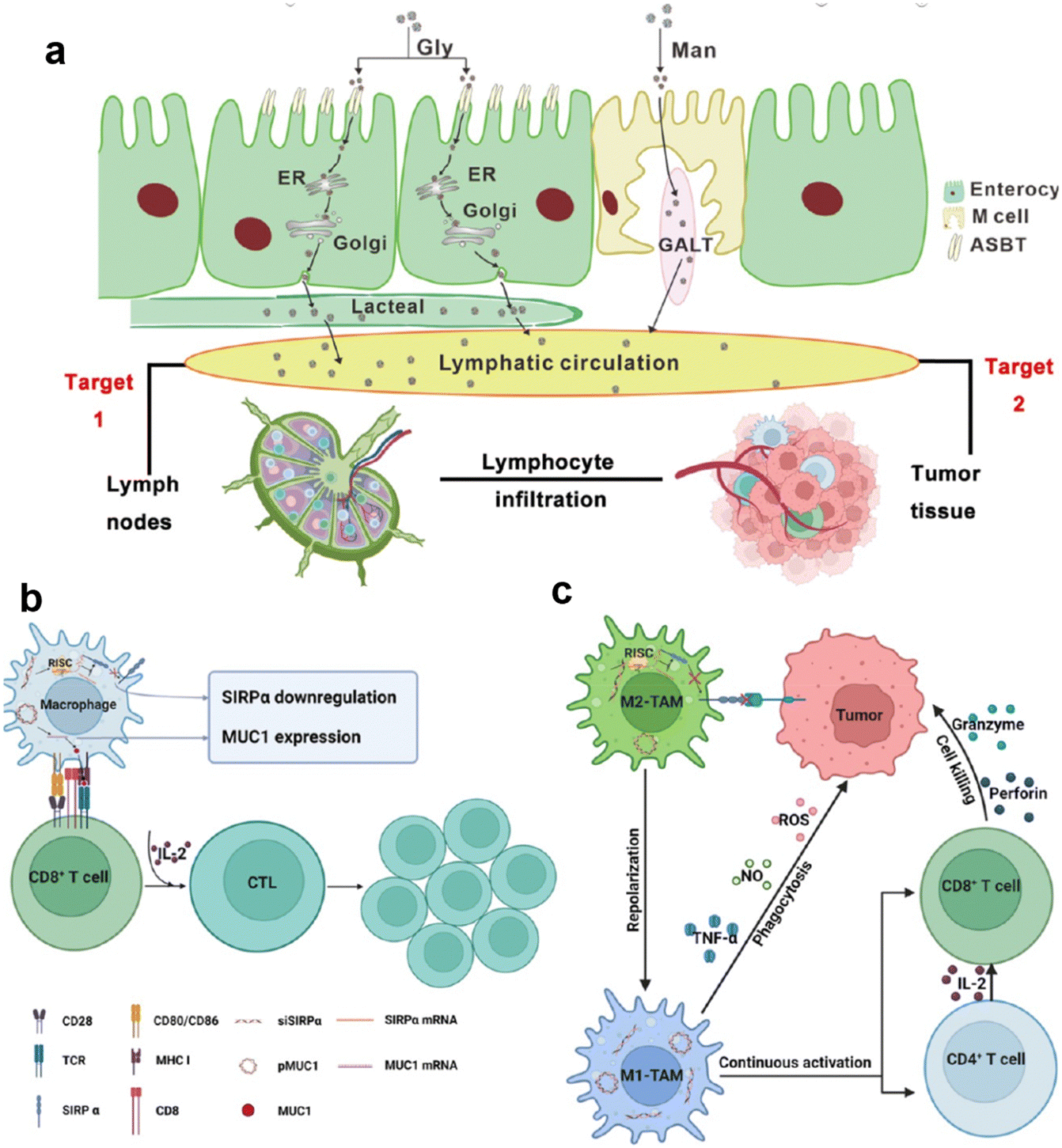 Immunological nanomaterials to combat cancer metastasis Immunological nanomaterials to combat cancer metastasis