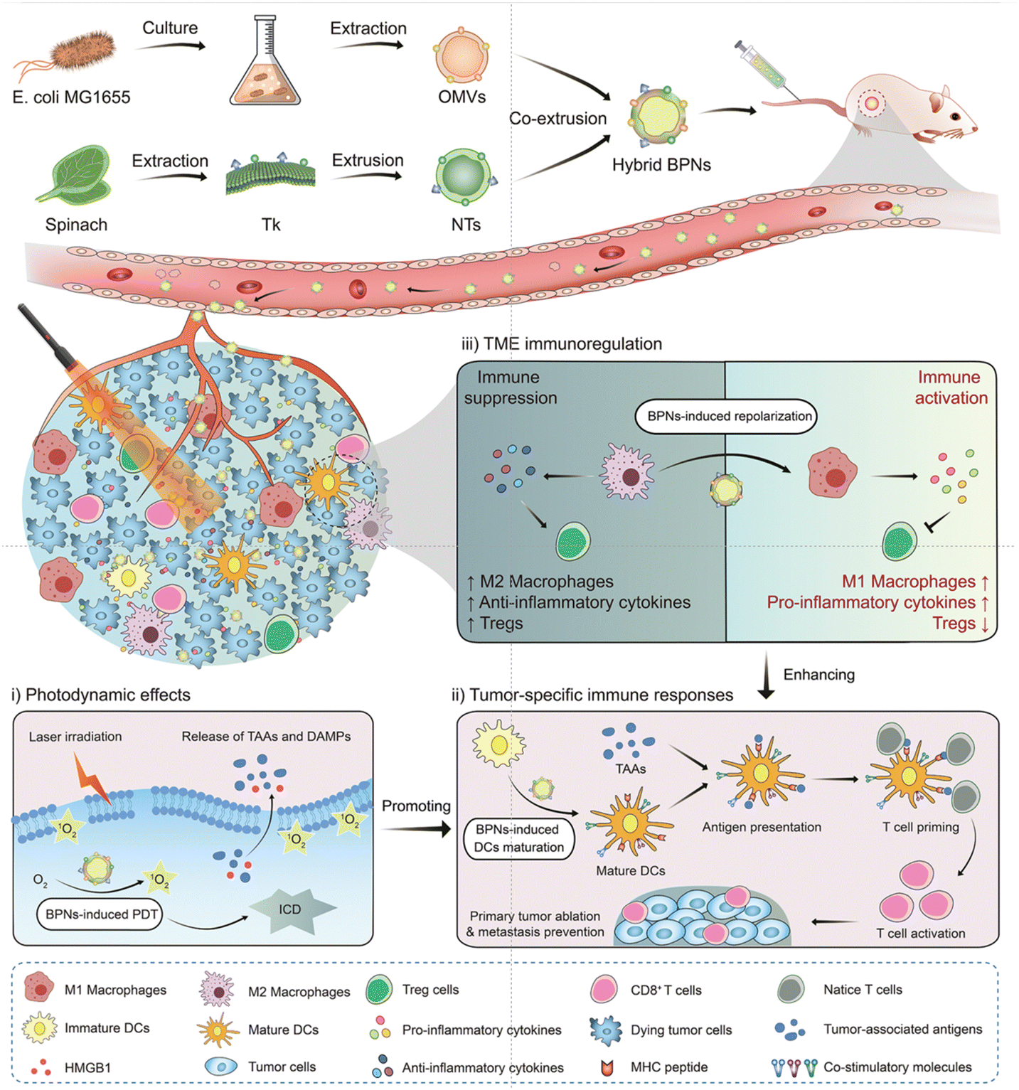 Immunological nanomaterials to combat cancer metastasis Immunological nanomaterials to combat cancer metastasis