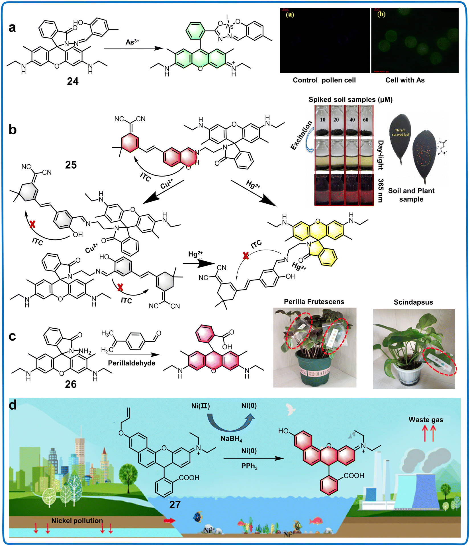 Fluorescent chemosensors facilitate the visualization of Fluorescent chemosensors facilitate the visualization of