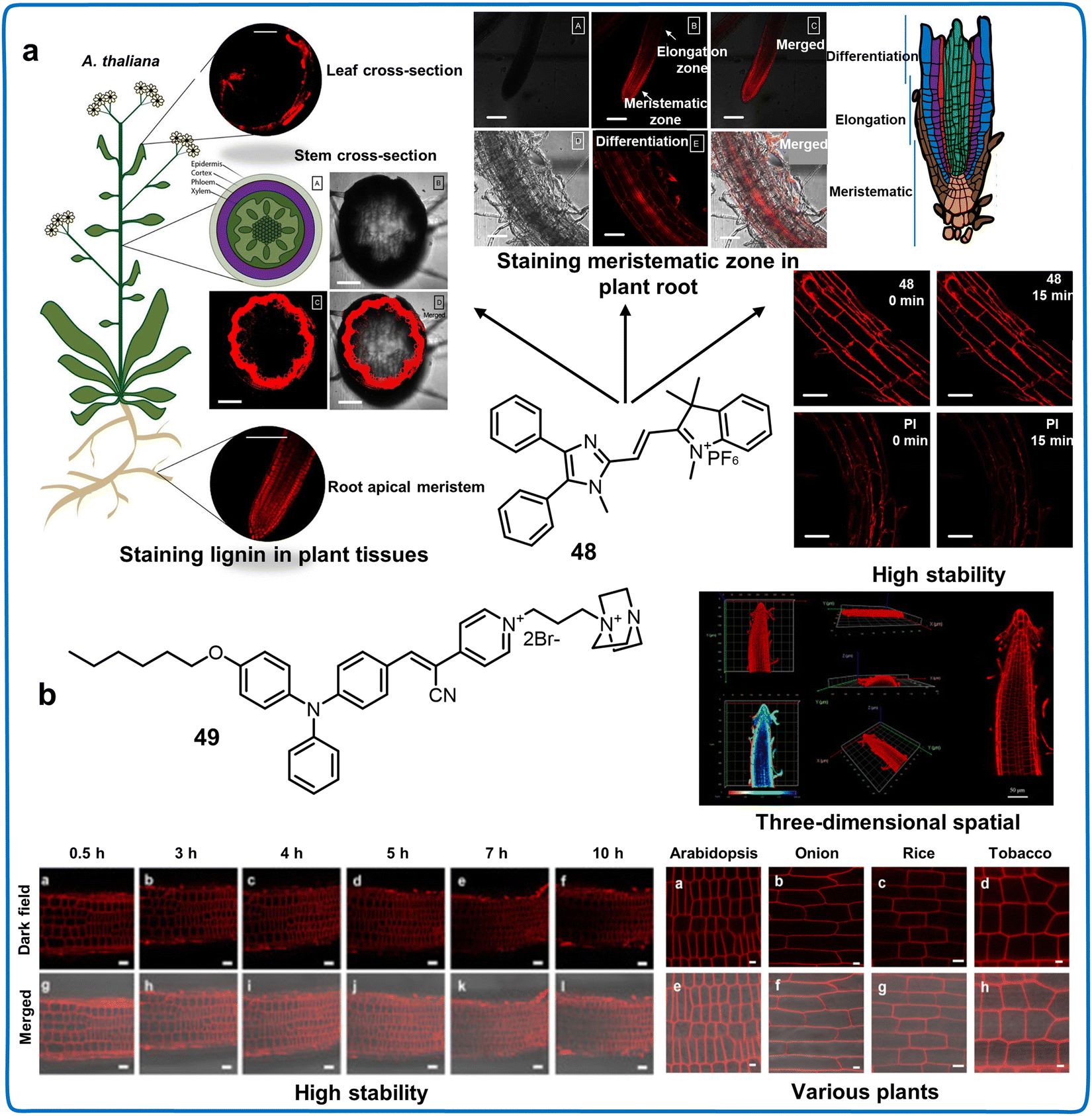 Fluorescent chemosensors facilitate the visualization of Fluorescent chemosensors facilitate the visualization of