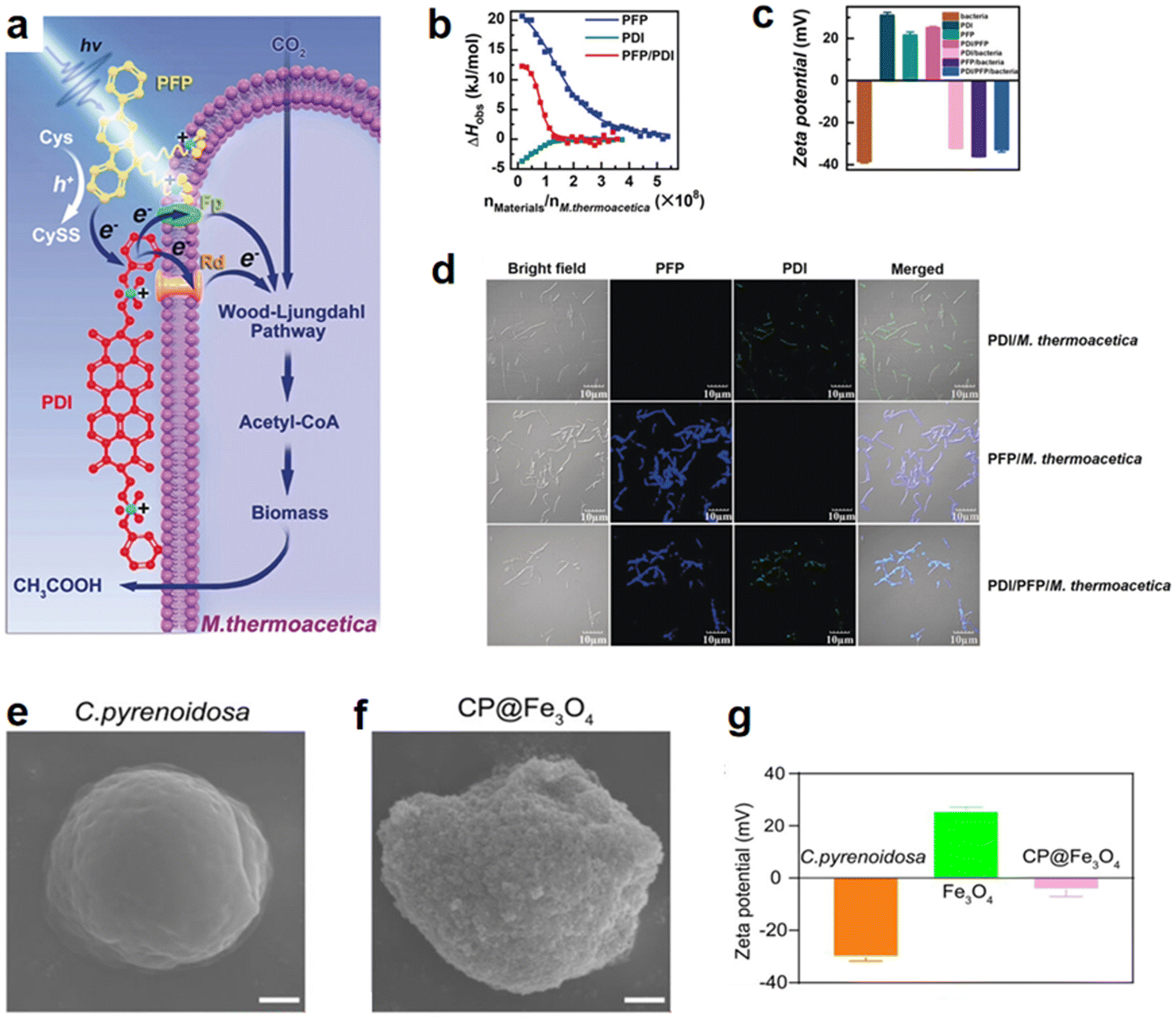 Microbe-material hybrids for therapeutic applications