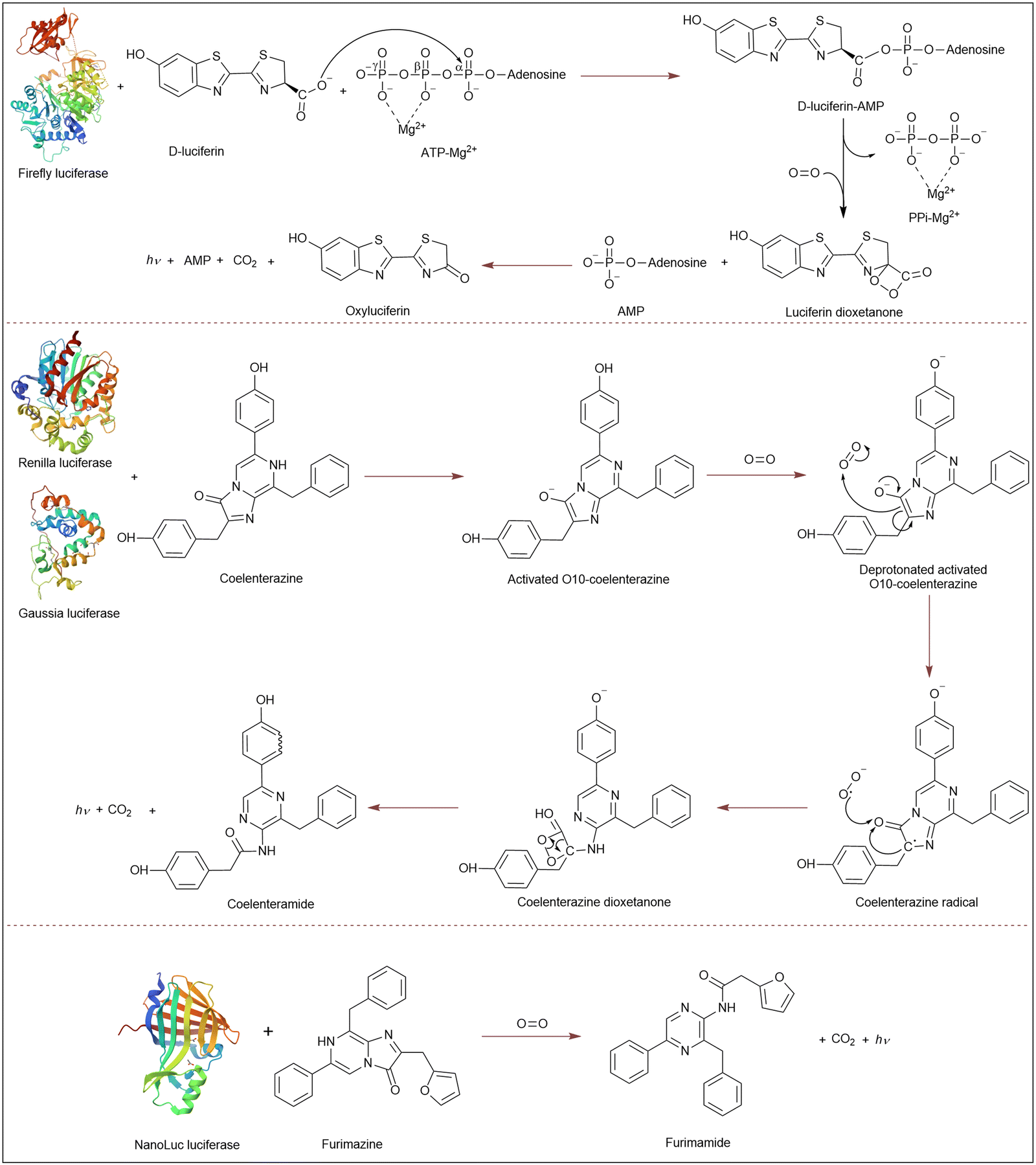 Harnessing luciferase chemistry in regulated cell death