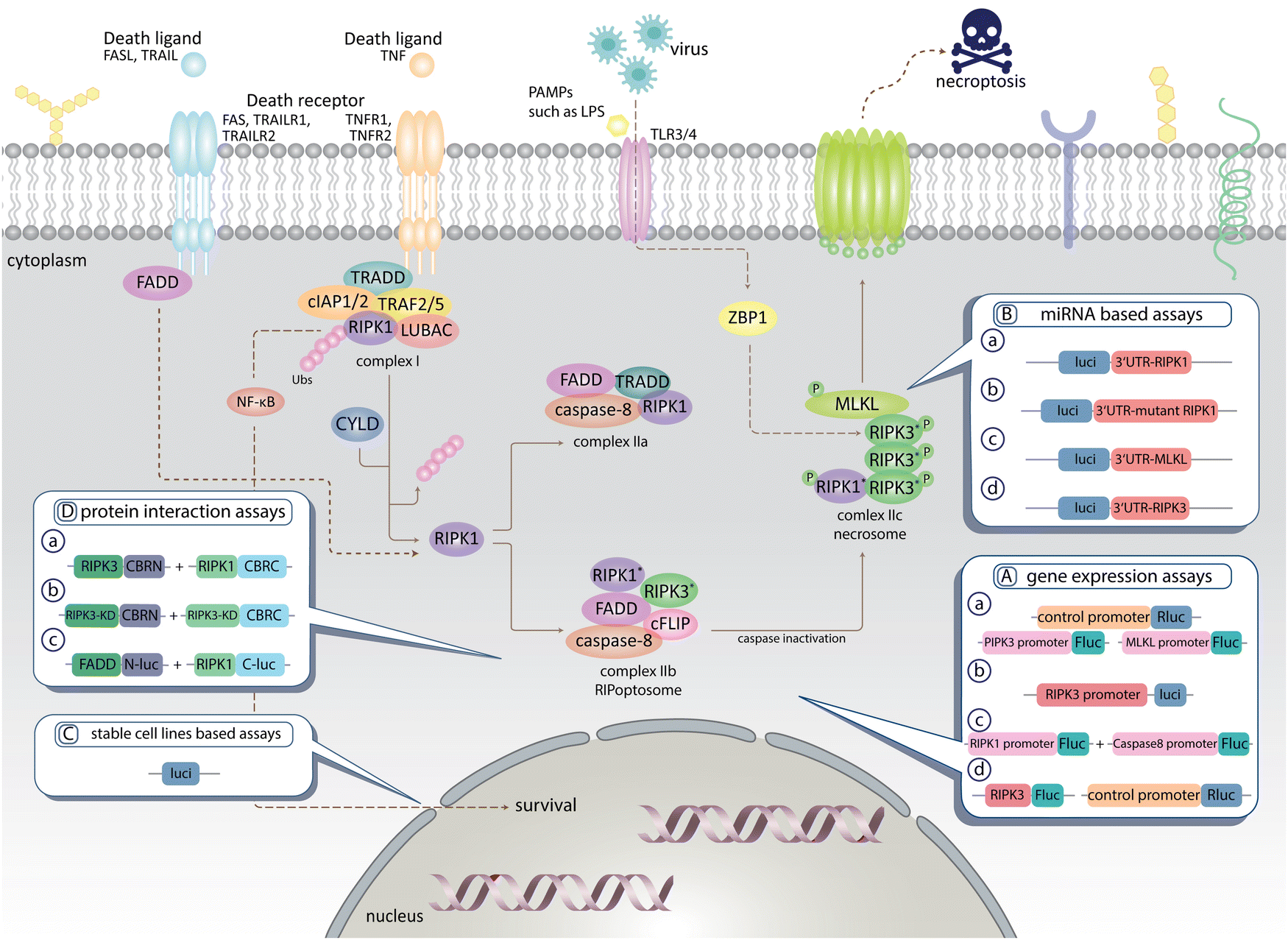 Harnessing luciferase chemistry in regulated cell death