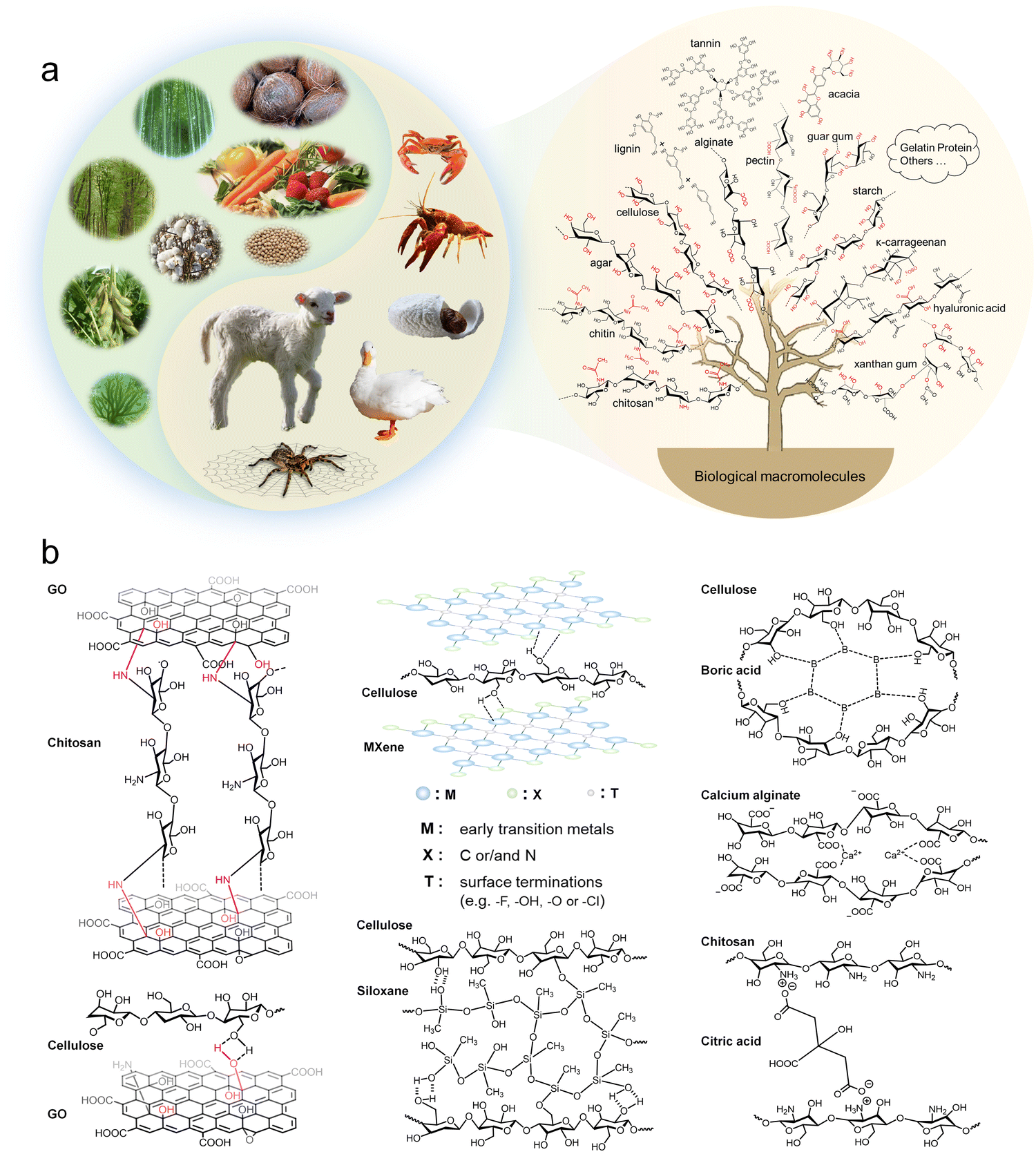 Renewable biomass-based aerogels: from structural design to Renewable biomass-based aerogels: from structural design to