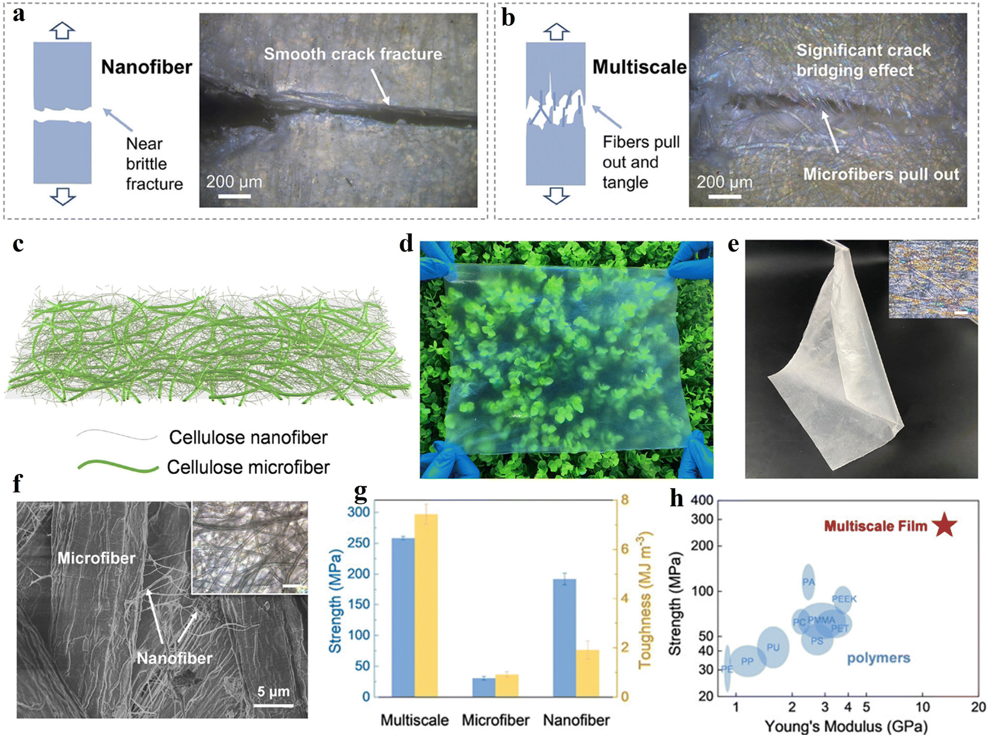 Bottom-up” and “top-down” strategies toward strong cellulose Bottom-up” and “top-down” strategies toward strong cellulose