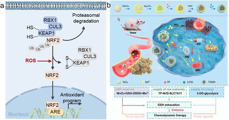 Nanomaterial-based regulation of redox metabolism for enhancing