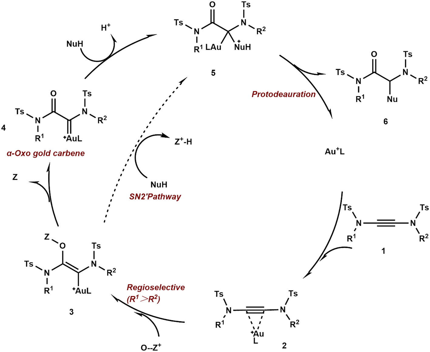 Oxidative functionalization of yndiamides catalyzed by gold( i 